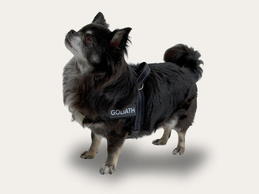 Small dog safety: the importance of security and safety with a small dog harness