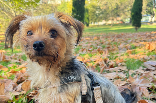 Ideas to keep your dog active and dry in winter