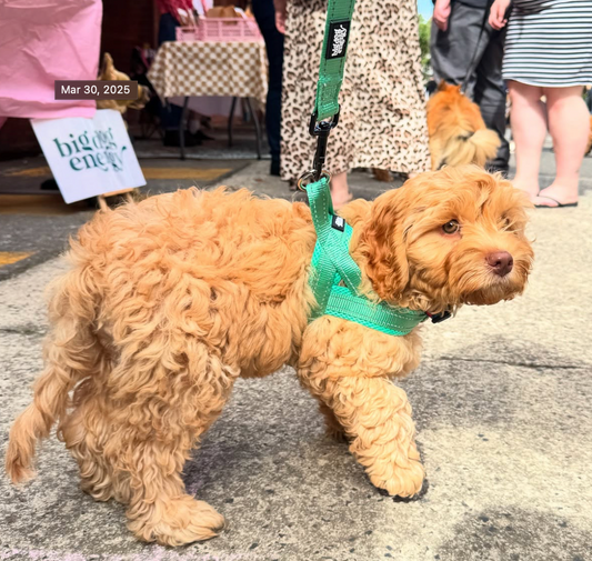🐾 Puppy Essentials Checklist: everything you need for your new doggo