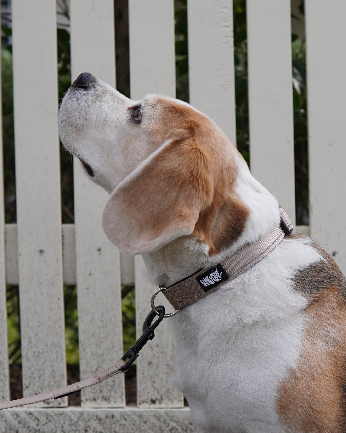 Dog standing on a sidewalk next to a white bench