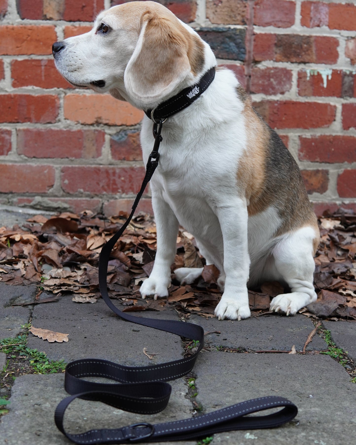 Dog on a leash standing on a sidewalk with a brick wall in the background