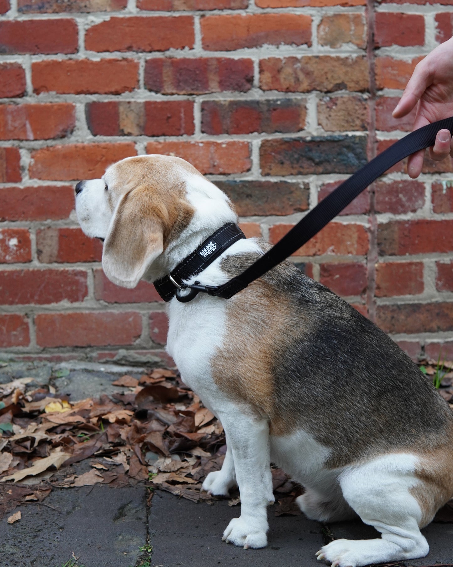 Dog on a leash against a brick wall