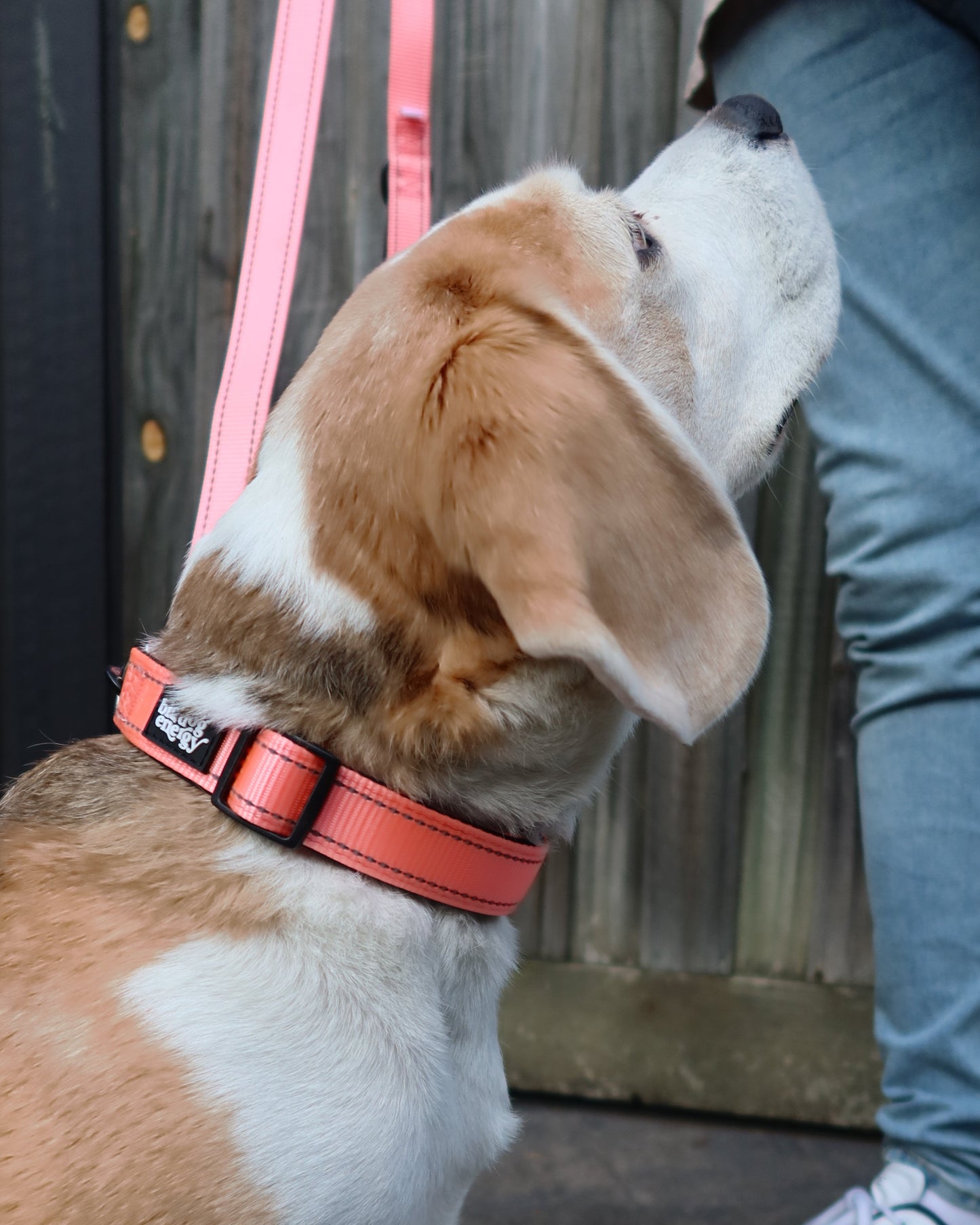 Dog with a pink collar sniffing a person's foot on a sidewalk