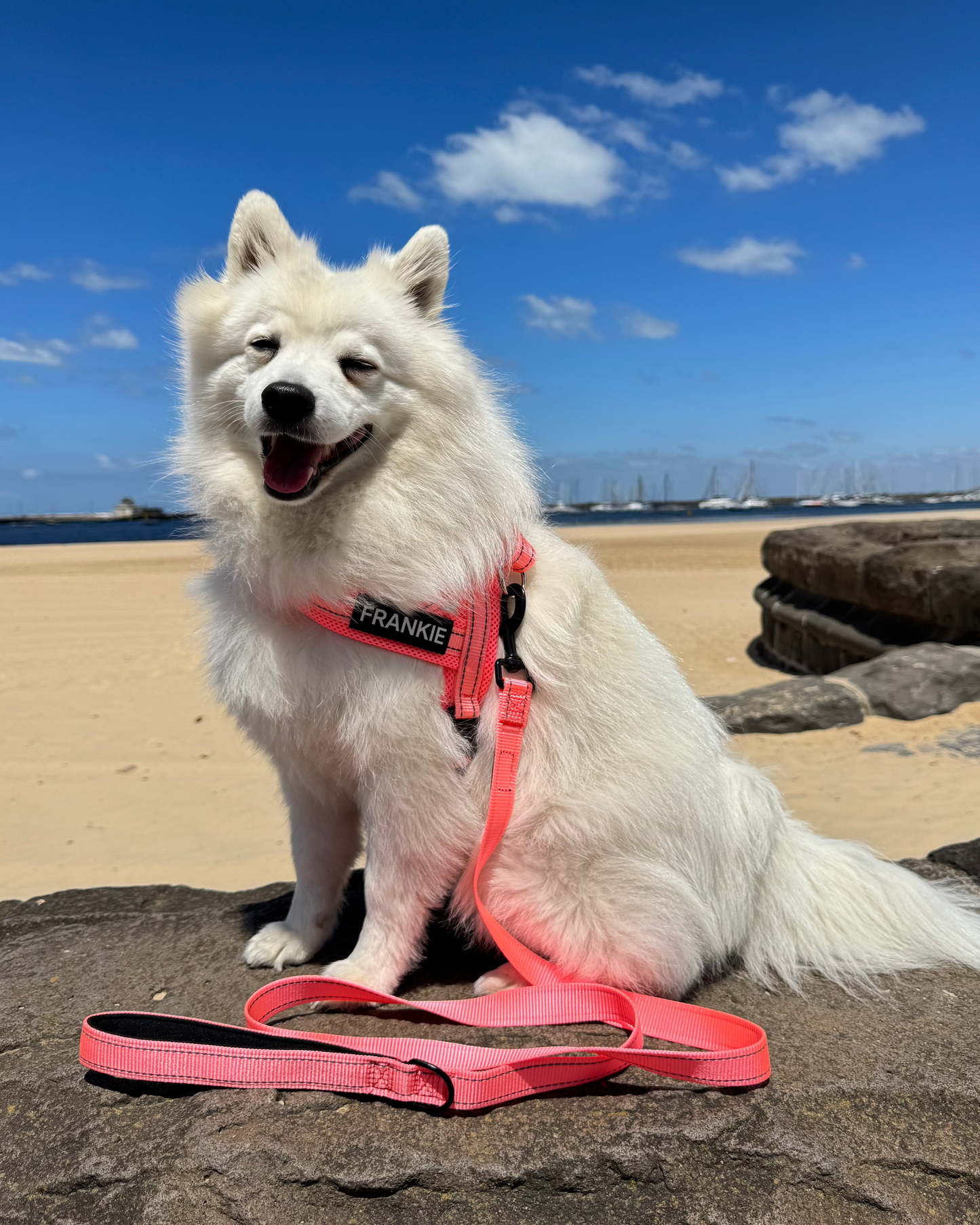 Durable Dog Leash - Pink