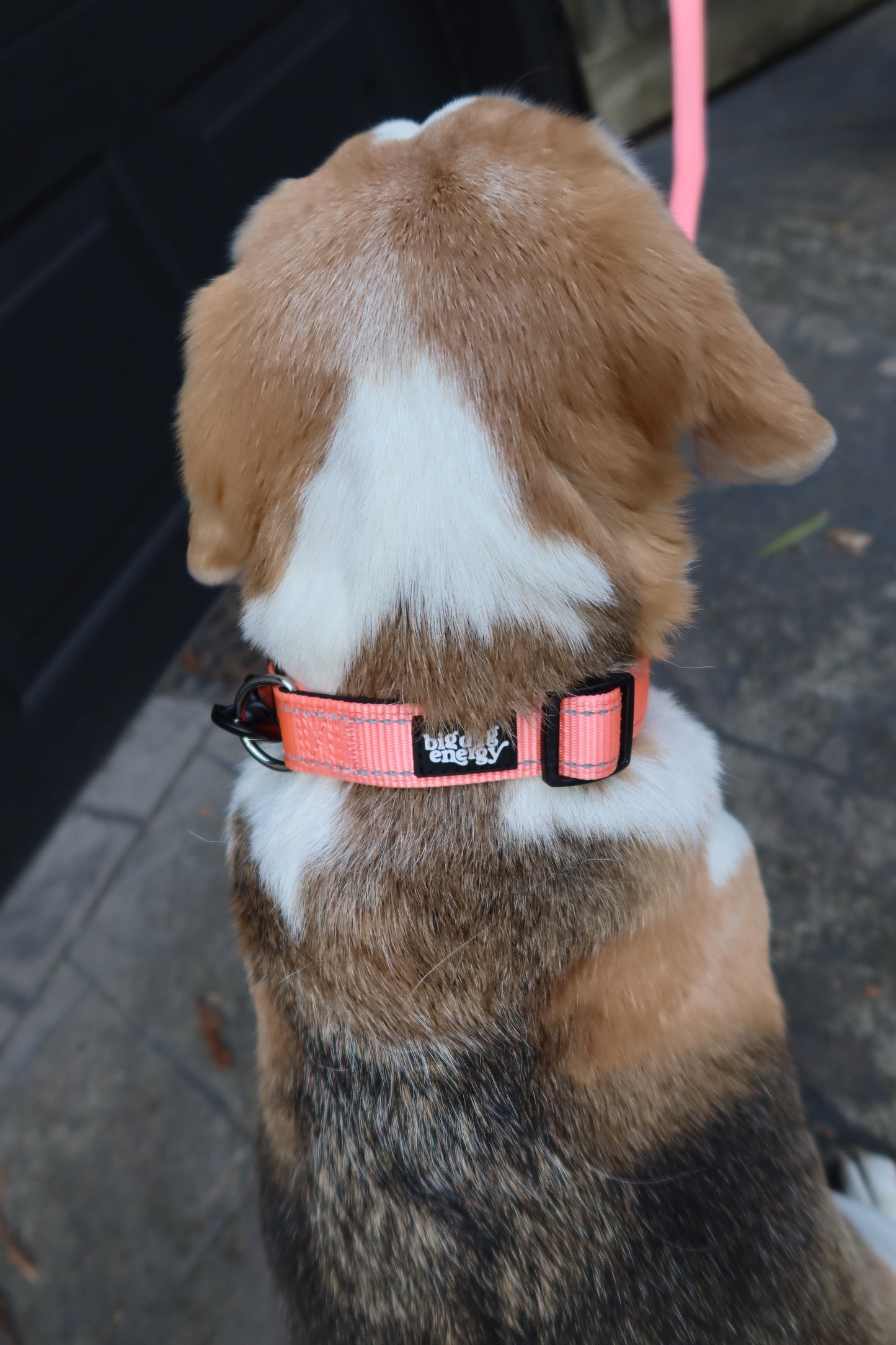 Dog wearing a pink collar on a sidewalk