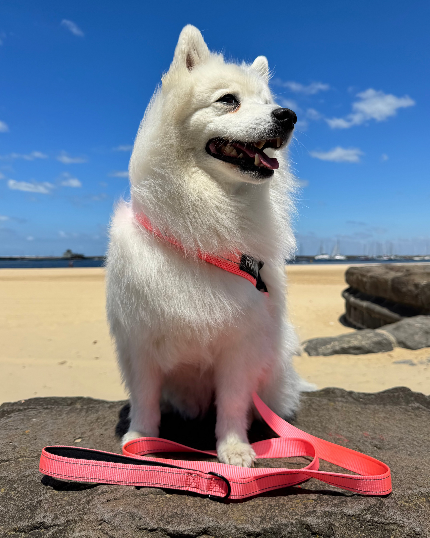 Durable Dog Leash - Pink