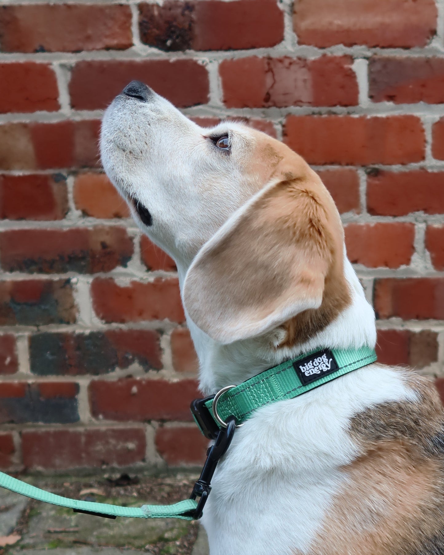 Dog standing on a brick pavement with a green collar