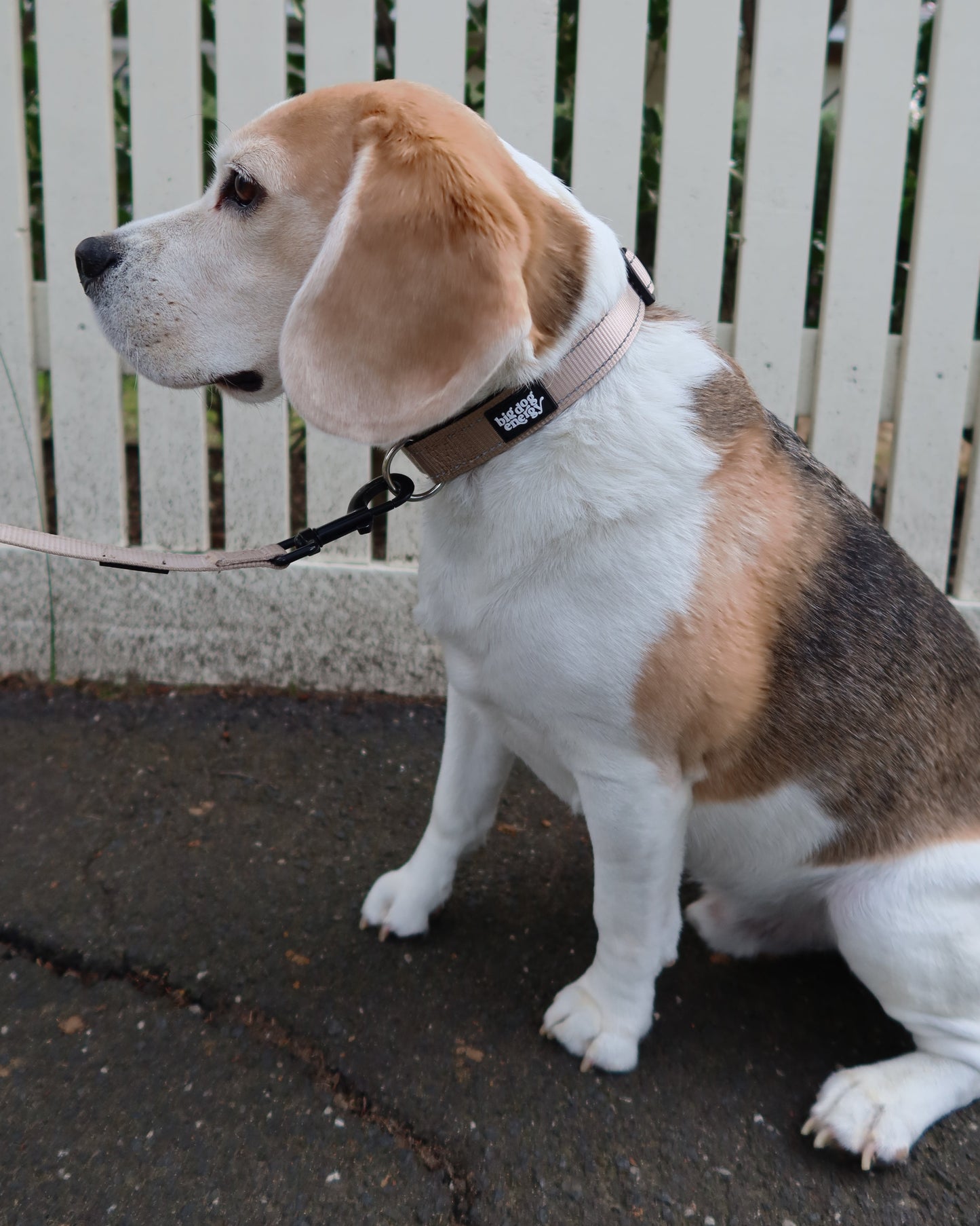 Beagle wearing a beige collar