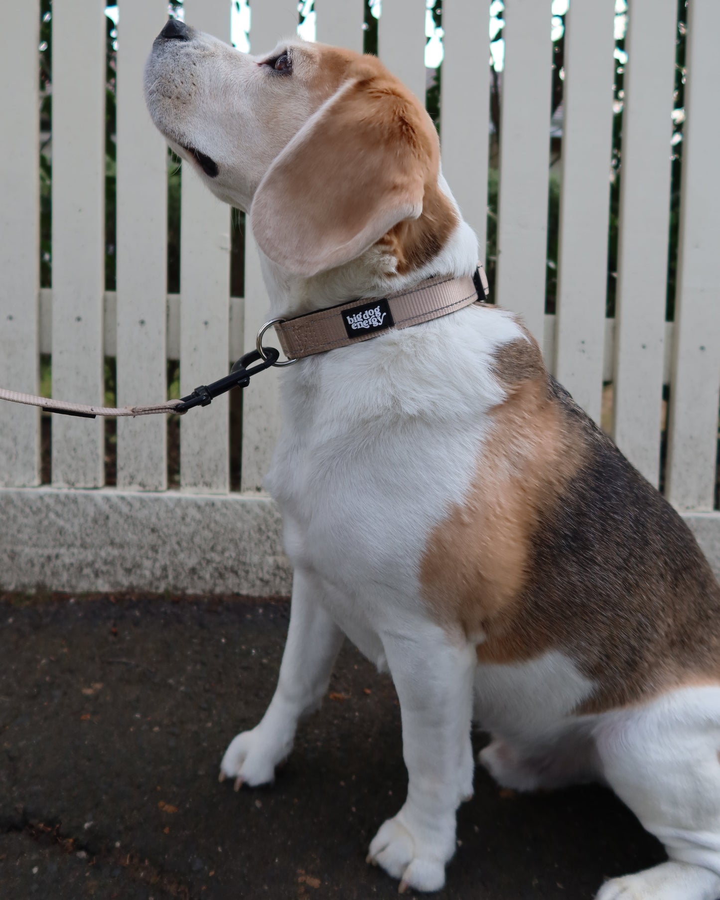 Beagle wearing a beige collar