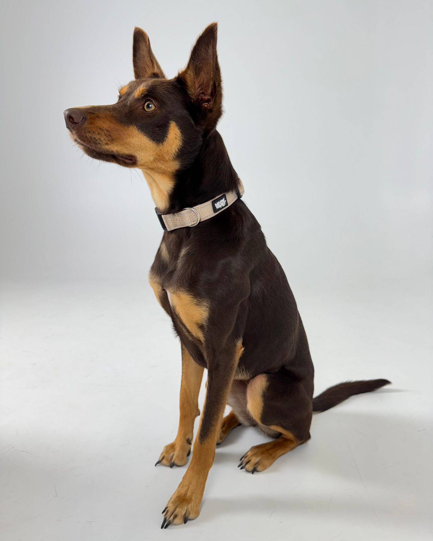 Kelpie wearing a beige collar