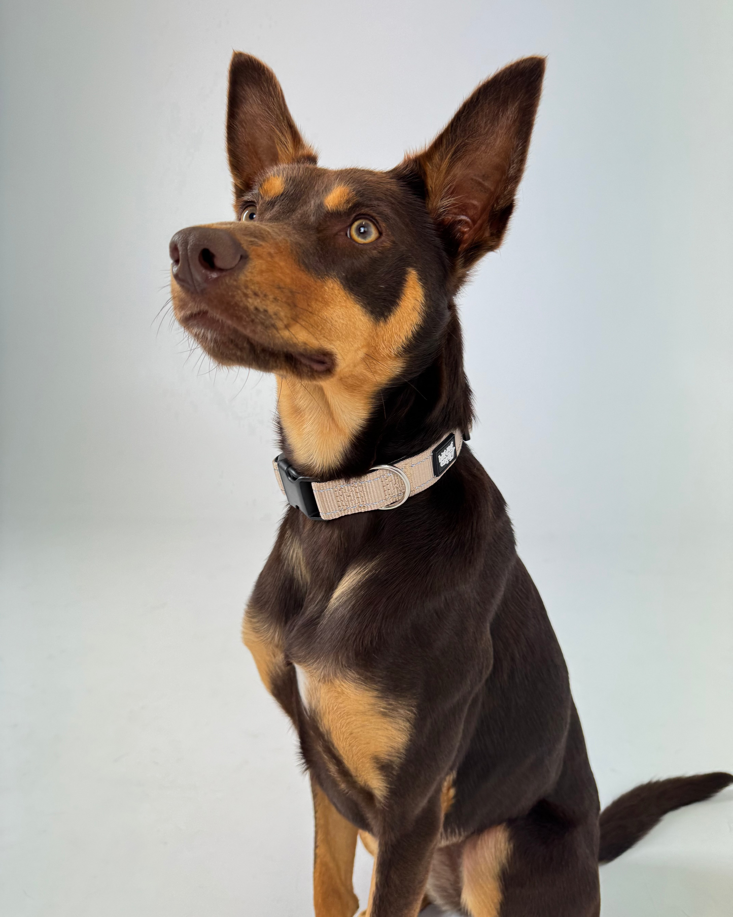 Kelpie wearing a beige collar
