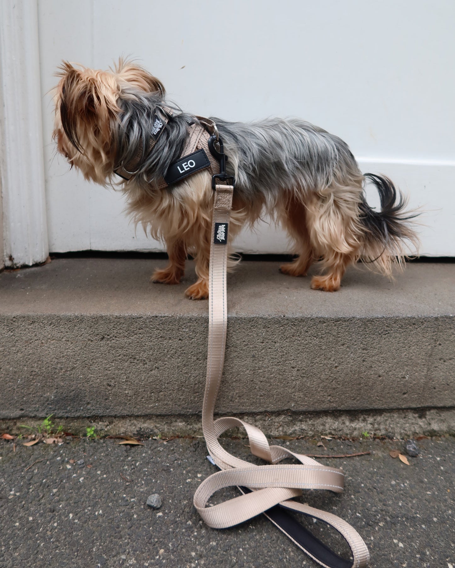 Silky Terrier wearing a beige harness