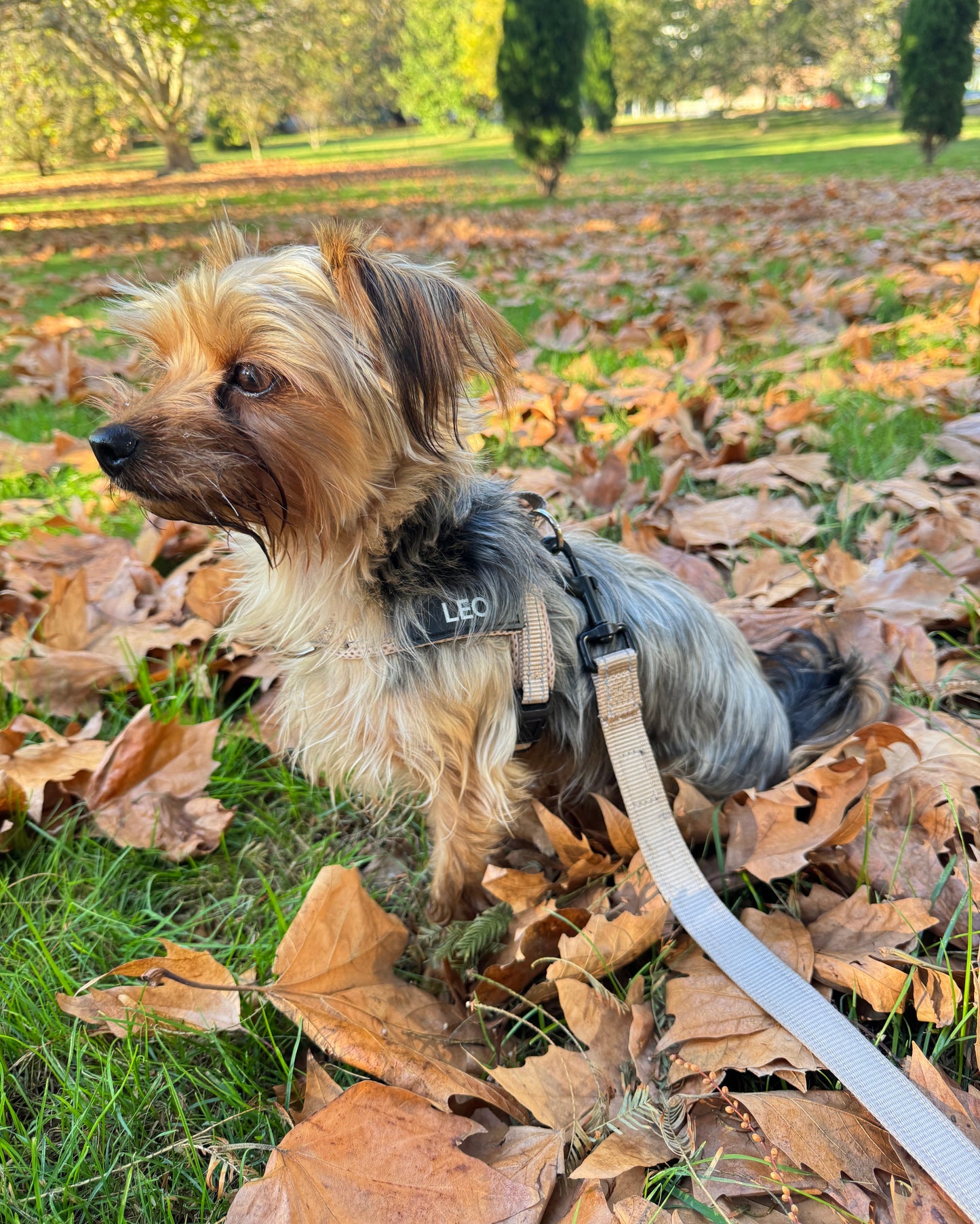 Silky Terrier wearing a beige harness