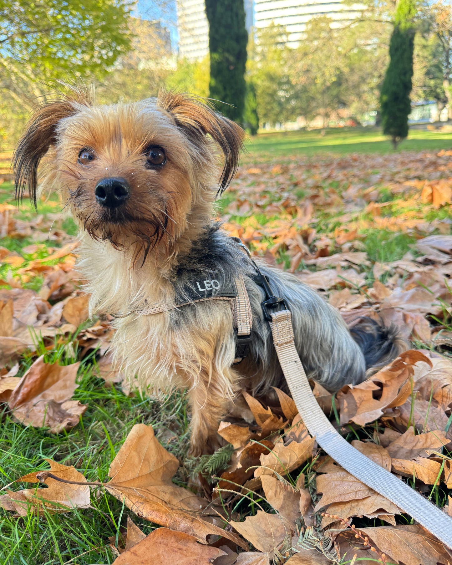 Silky Terrier wearing a beige harness