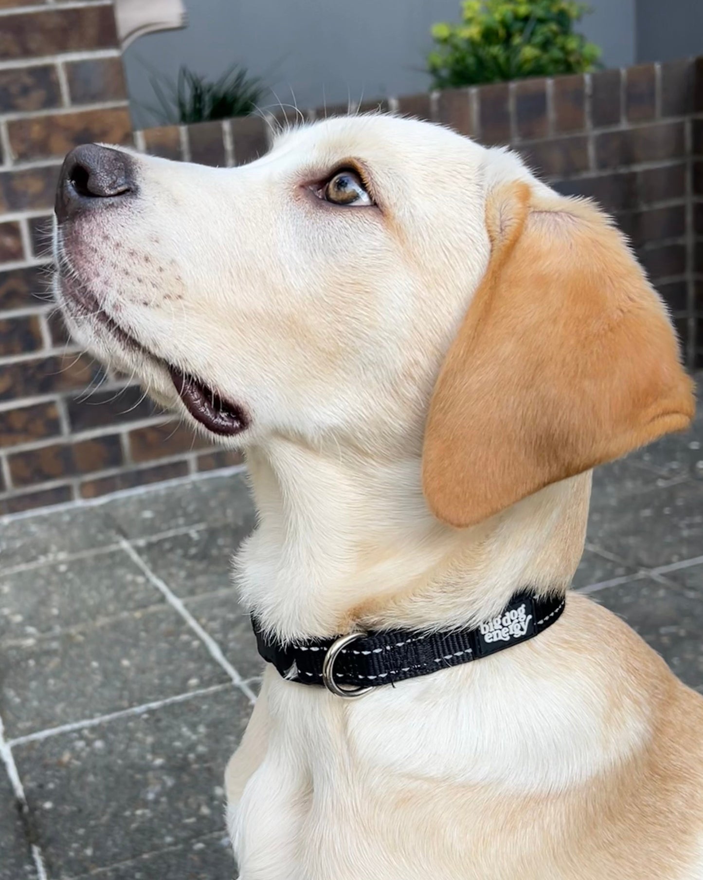 Padded Dog Collar - Classic Black
