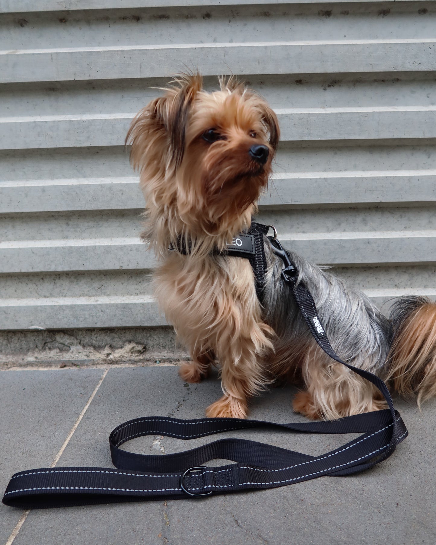Silky Terrier wearing black leash