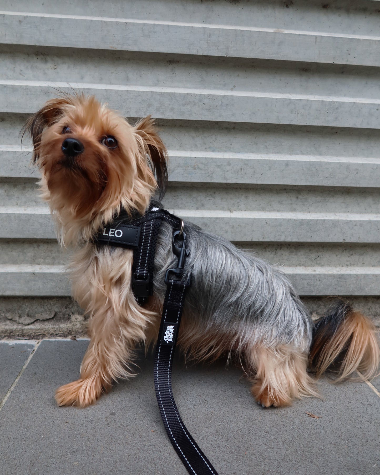 Silky Terrier wearing a black harness