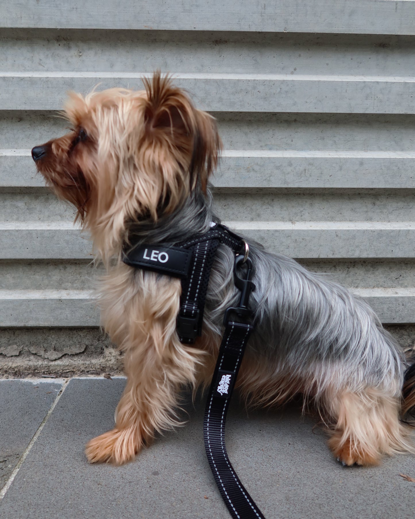 Silky Terrier wearing a black harness