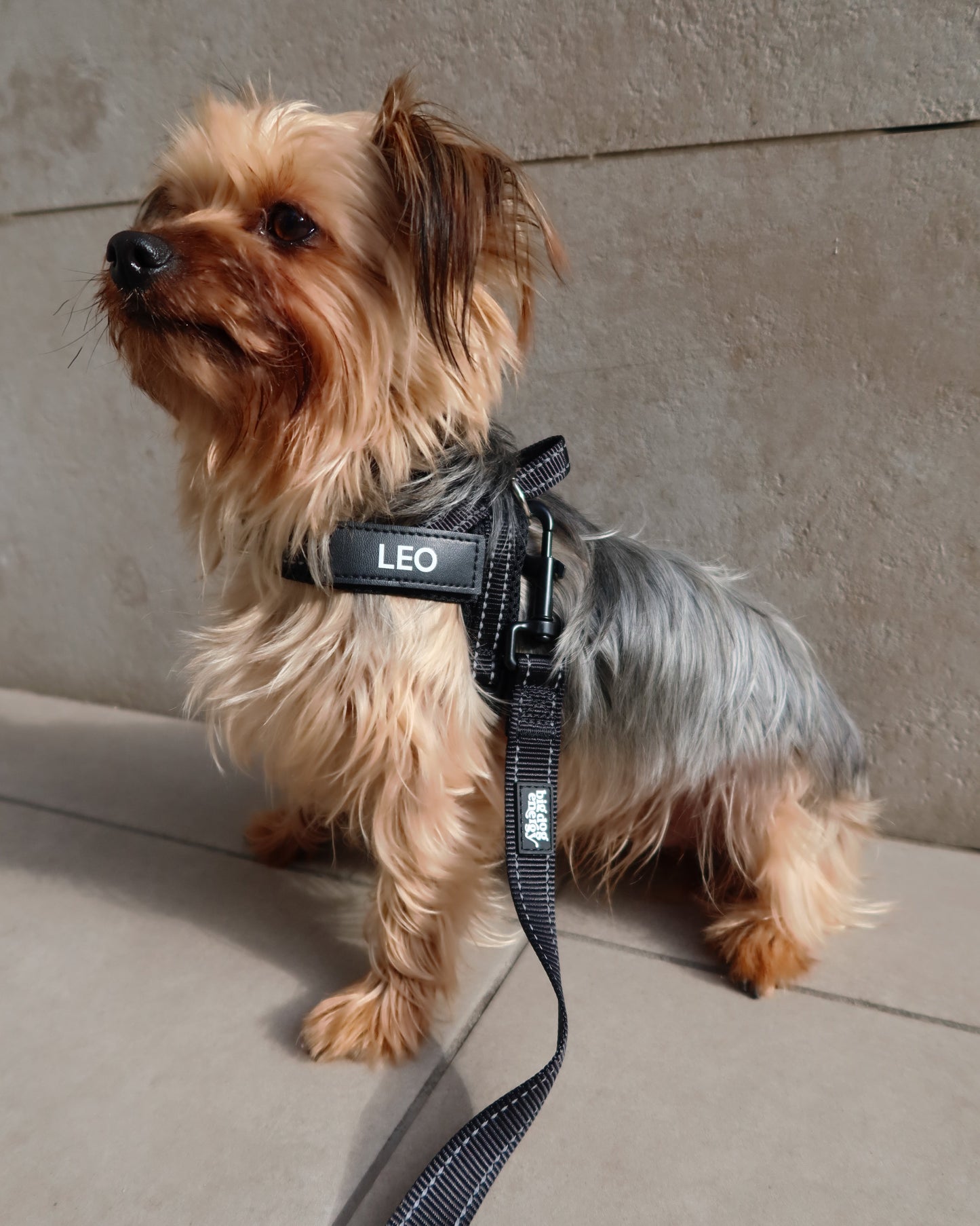 Silky Terrier wearing a black harness