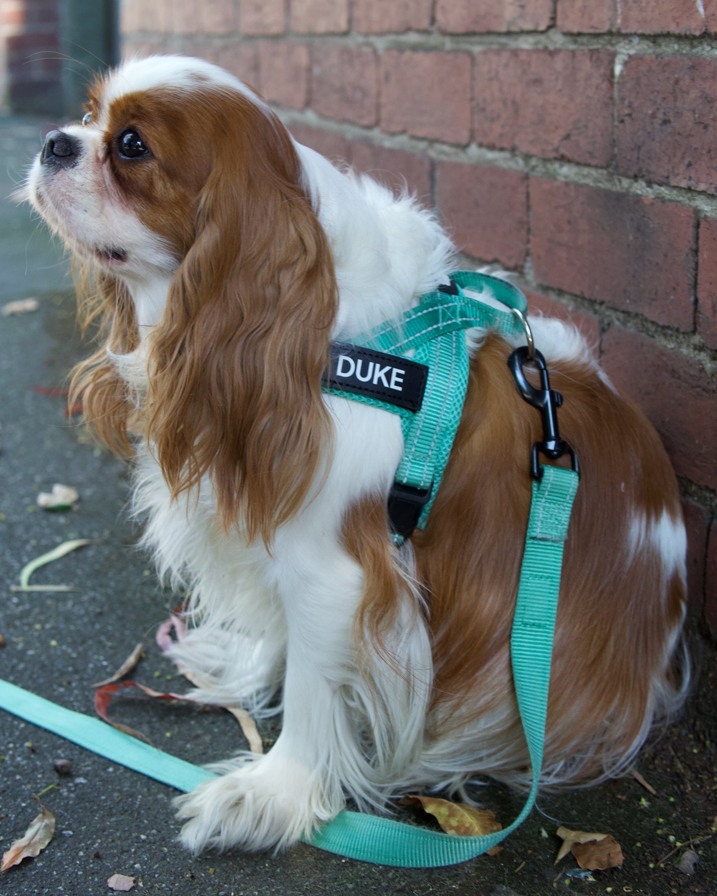 King Charles Cavalier wearing a turquoise harness