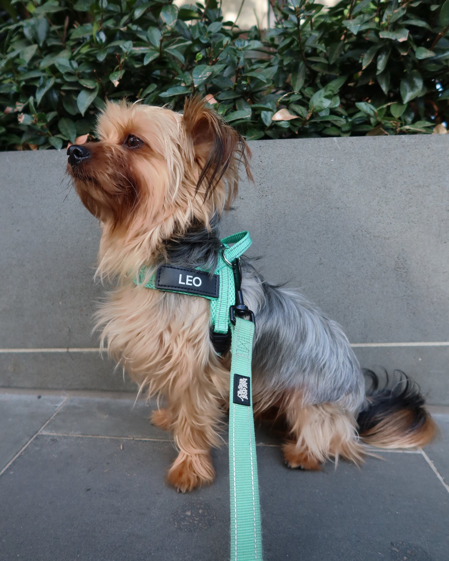 Silky Terrier wearing a turquoise harness
