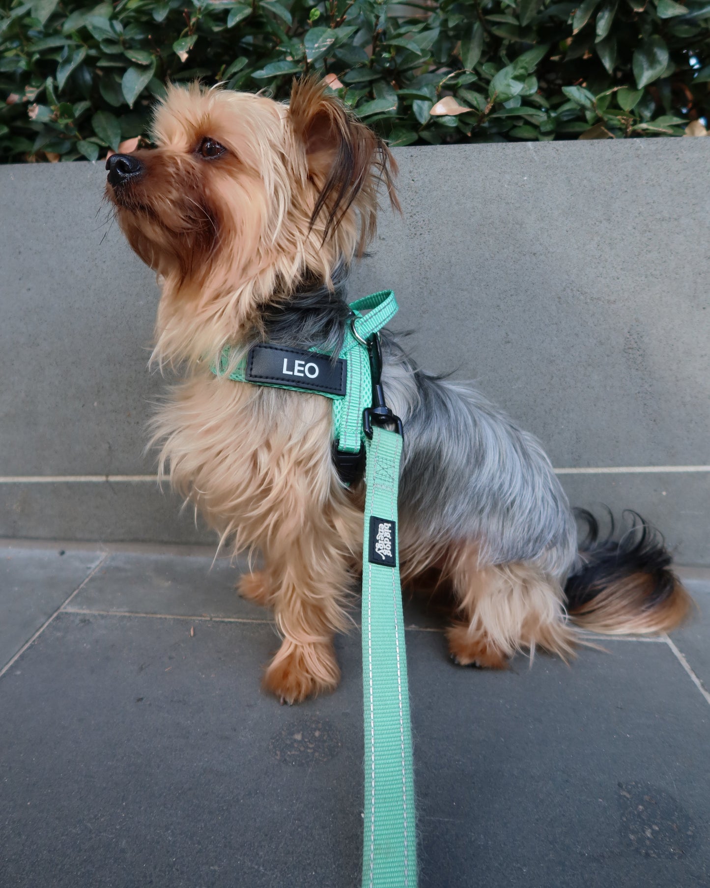 Durable Dog Leash - Turquoise