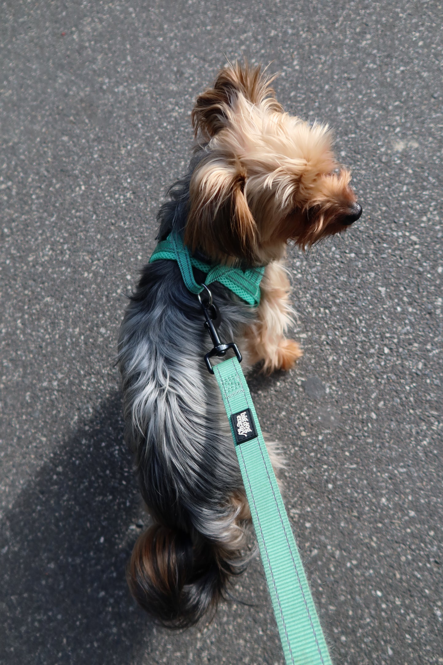 Durable Dog Leash - Turquoise