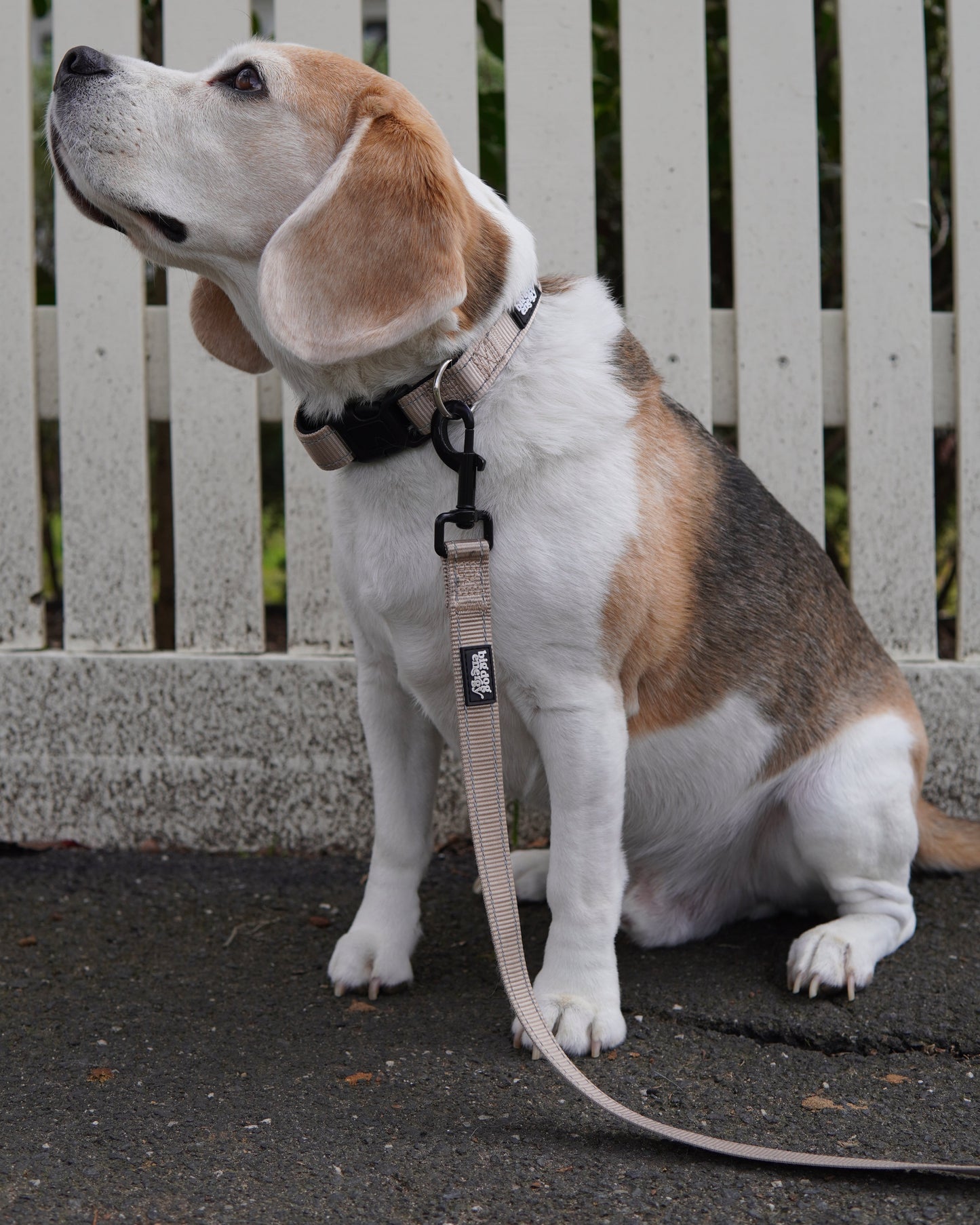 Beagle wearing a beige leash