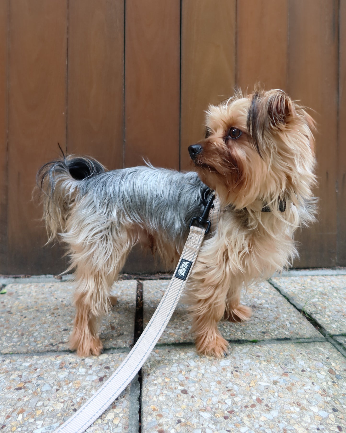 Silky Terrier wearing a beige leash