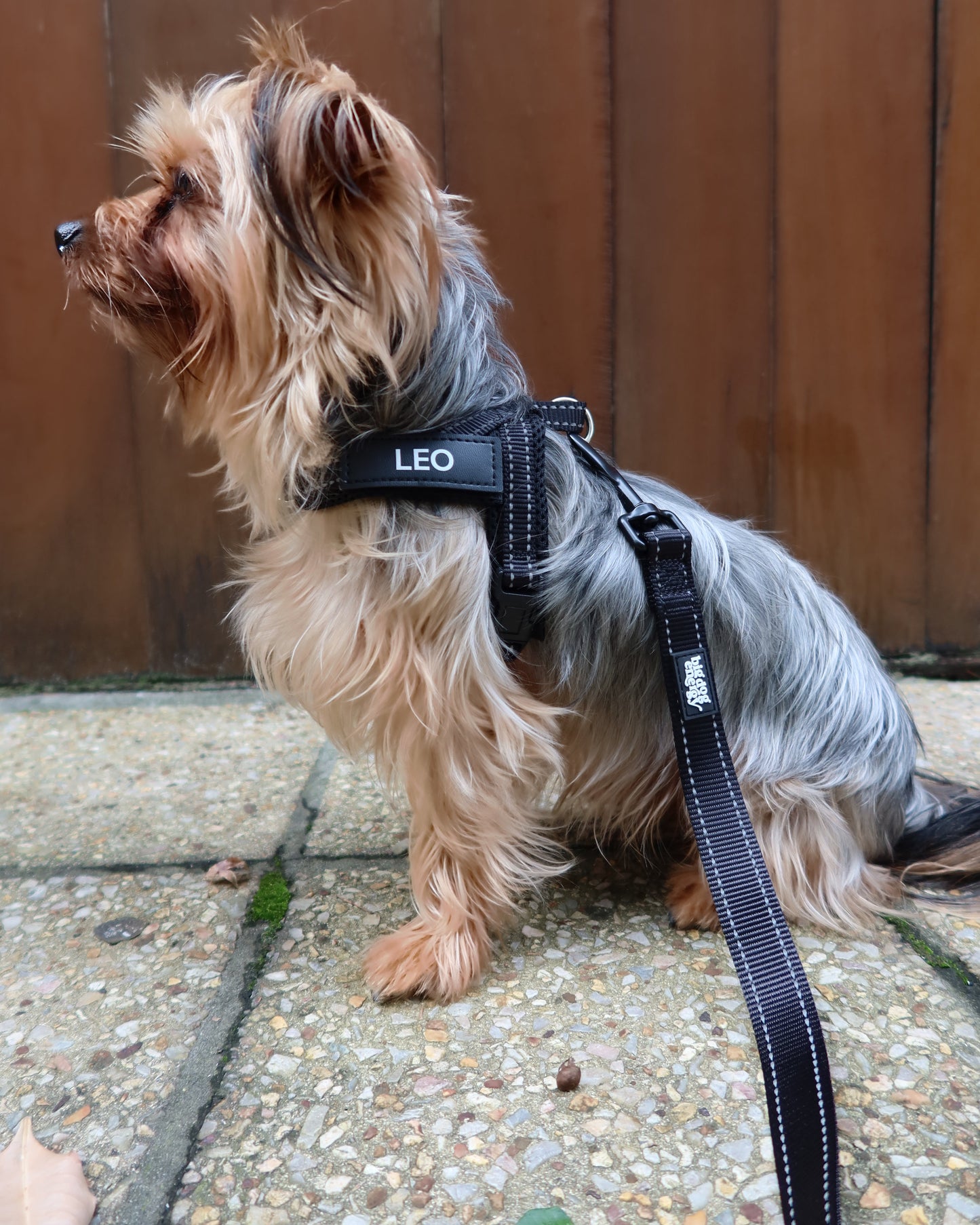 Silky Terrier wearing black leash