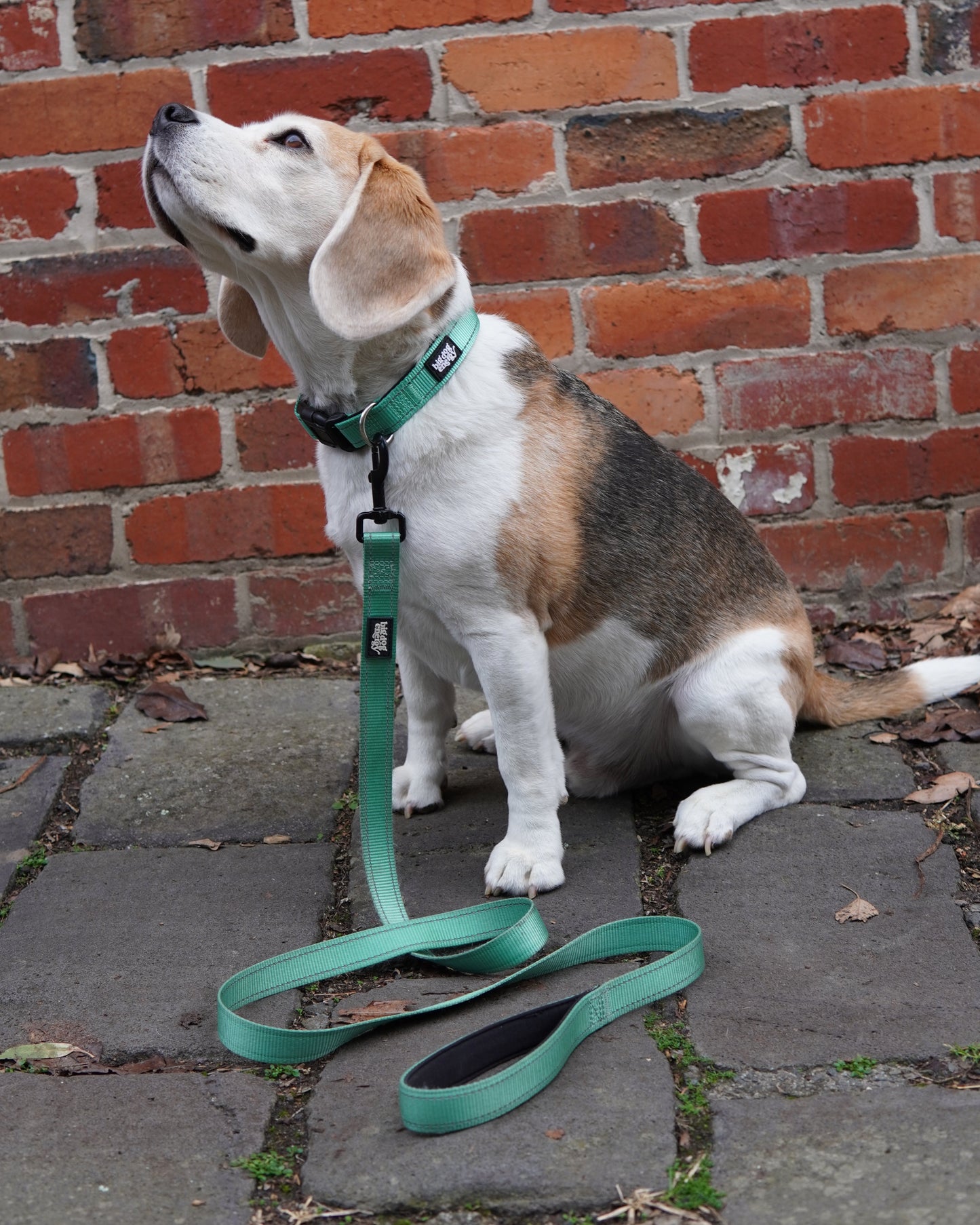 Beagle wearing a green leash