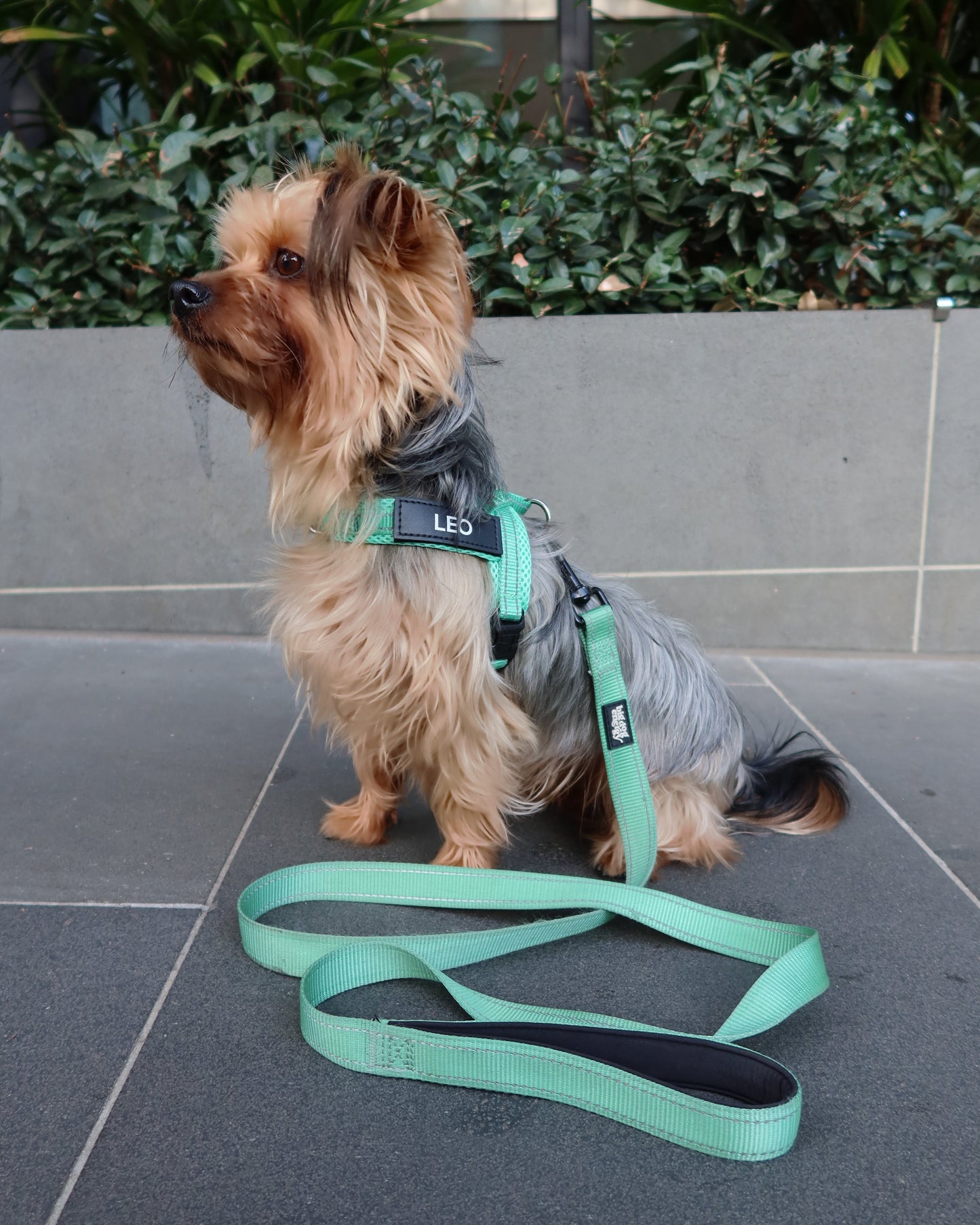 Silky Terrier wearing a green leash