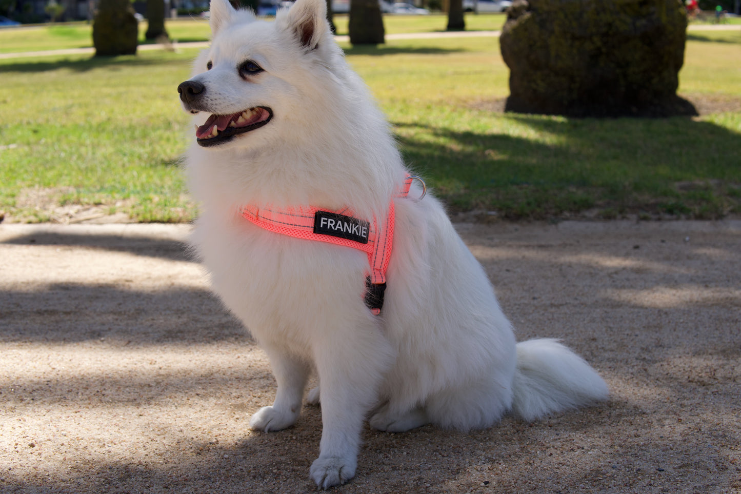 No-Pull Personalised Dog Harness - Pink