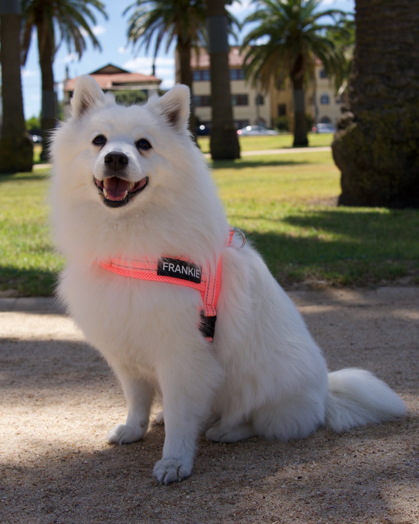 No-Pull Personalised Dog Harness - Pink