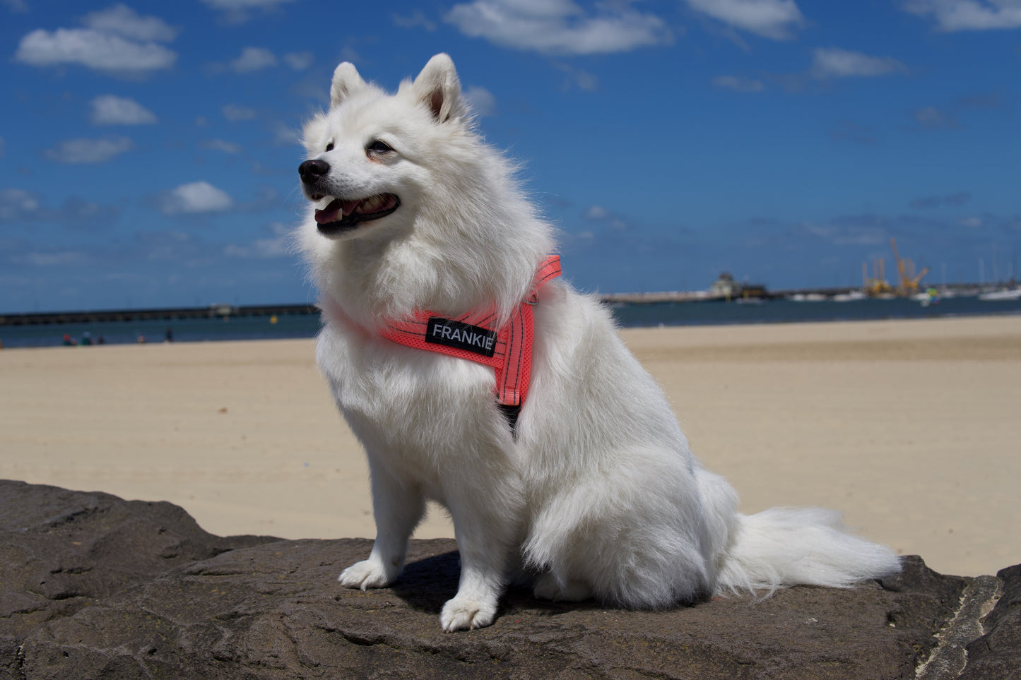 No-Pull Personalised Dog Harness - Pink