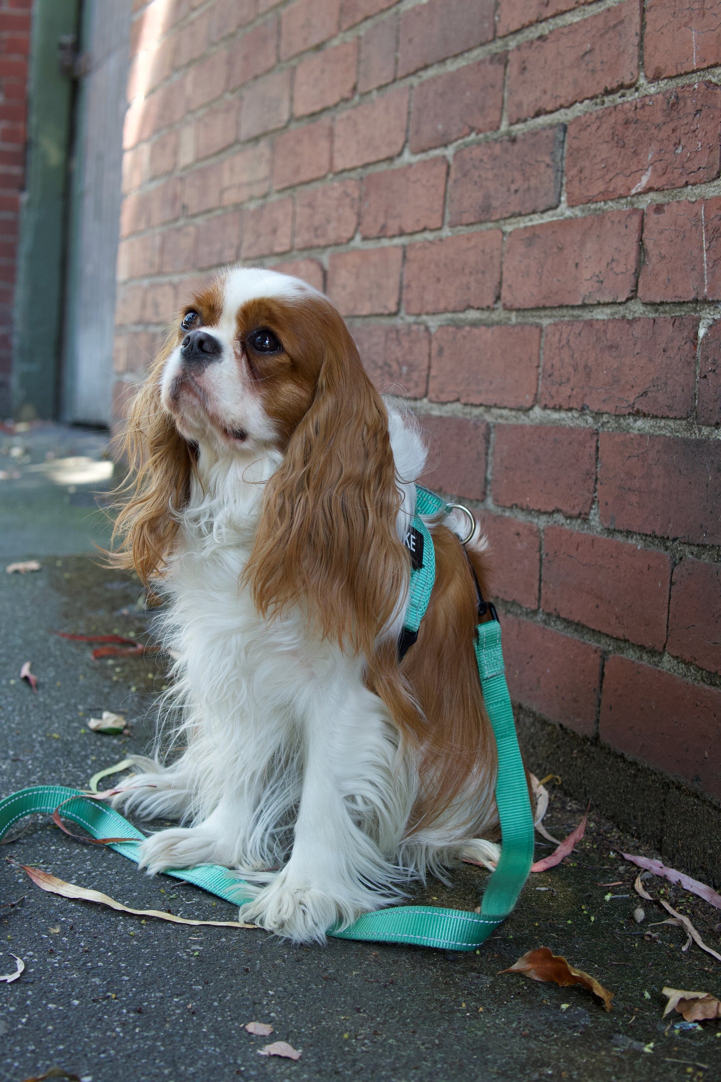 Durable Dog Leash - Turquoise