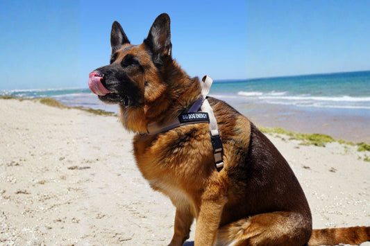 Have a worry-free silly season with your dog