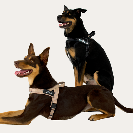 Top features of the Big Dog Energy custom no pull dog harness