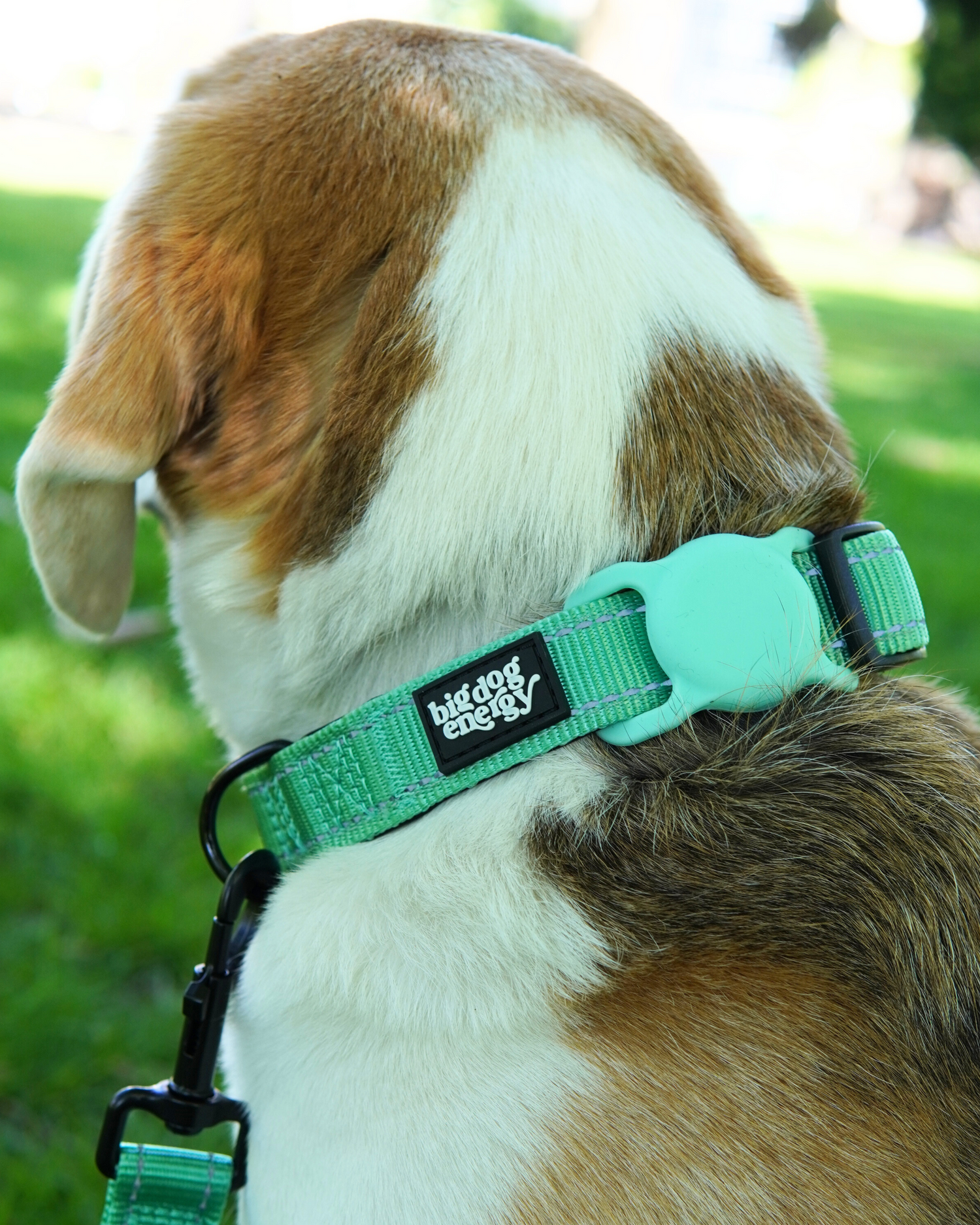 Padded Dog Collars including AirTag Holders