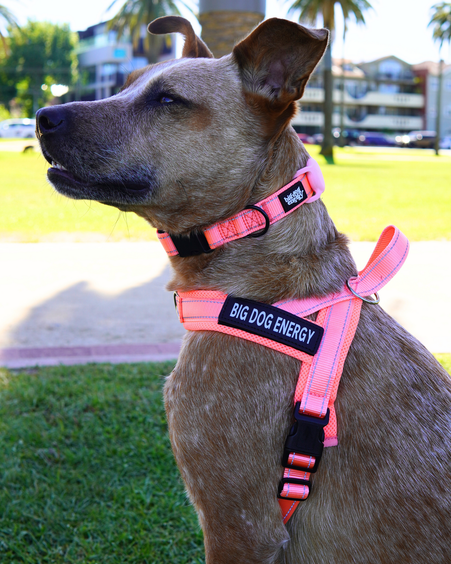 Dog Walking Essentials