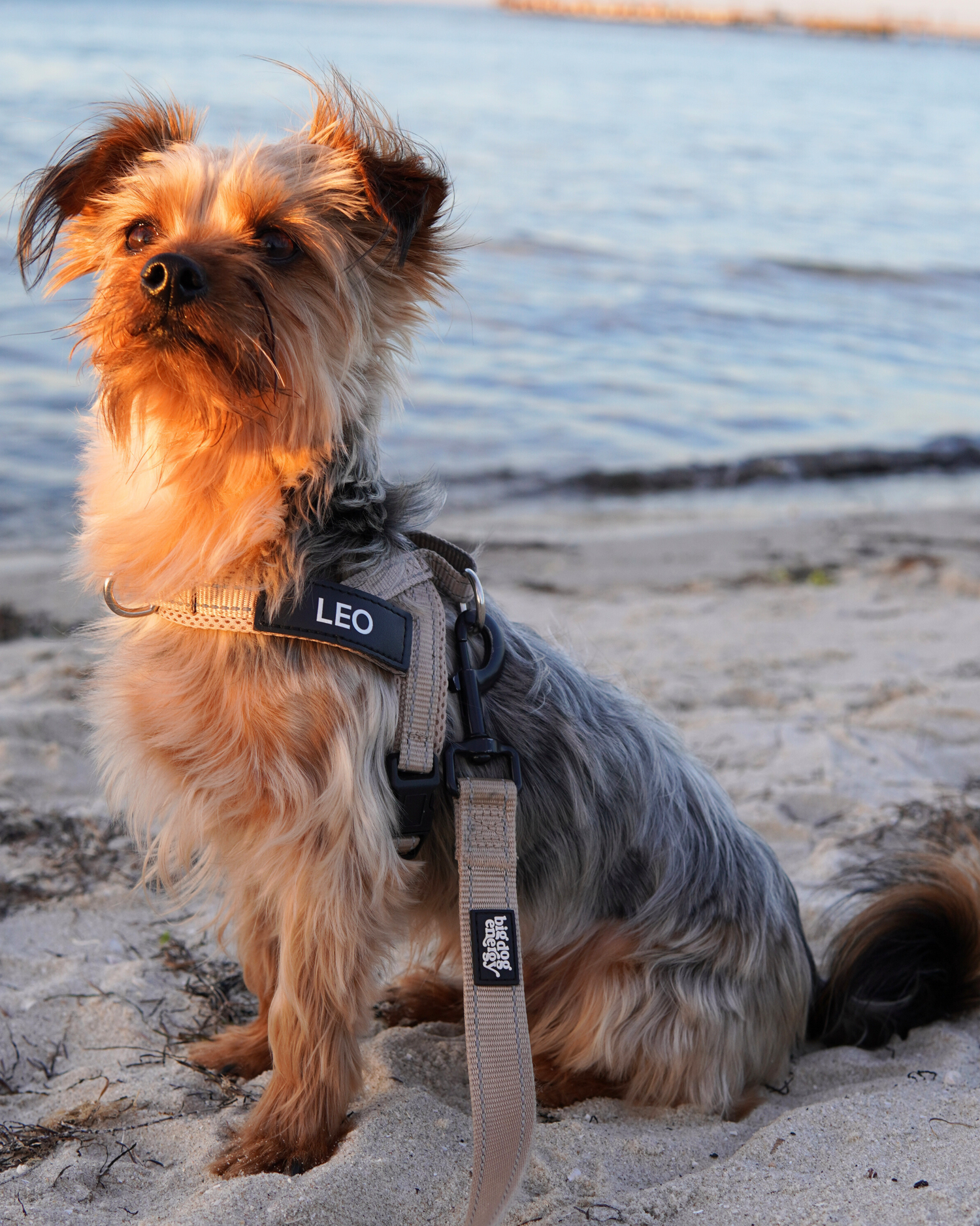 Silky Terrier wearing a beige harness