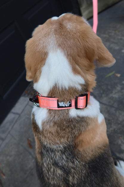 Dog wearing a pink collar on a sidewalk