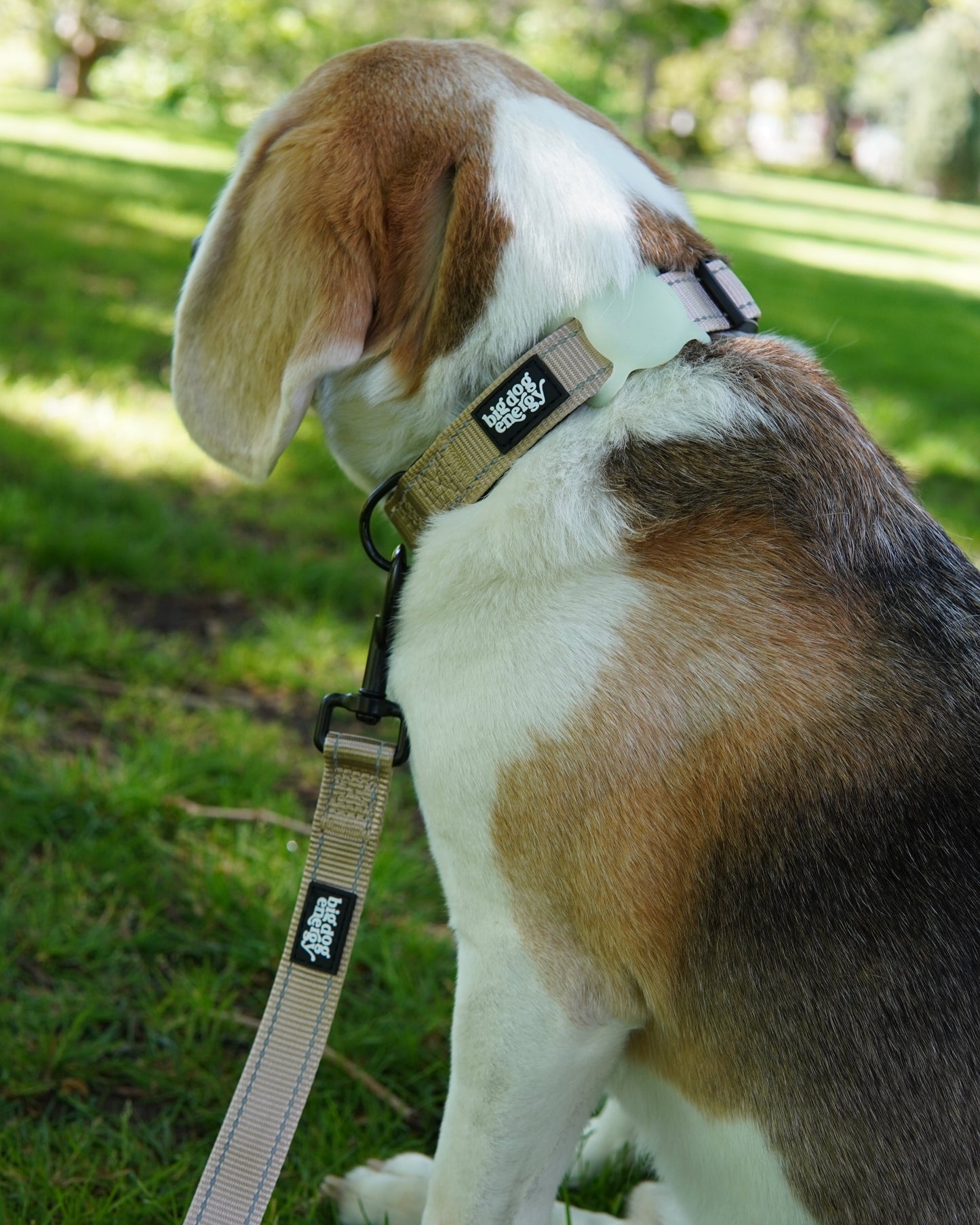 Beagle wearing a beige dog collar