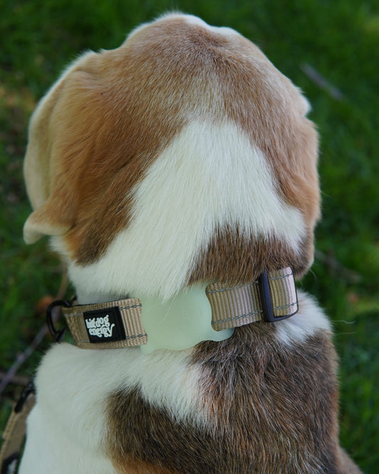 Beagle wearing a beige dog collar