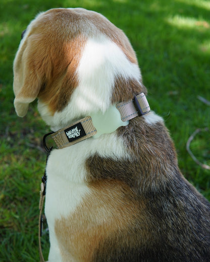 Beagle wearing a beige dog collar
