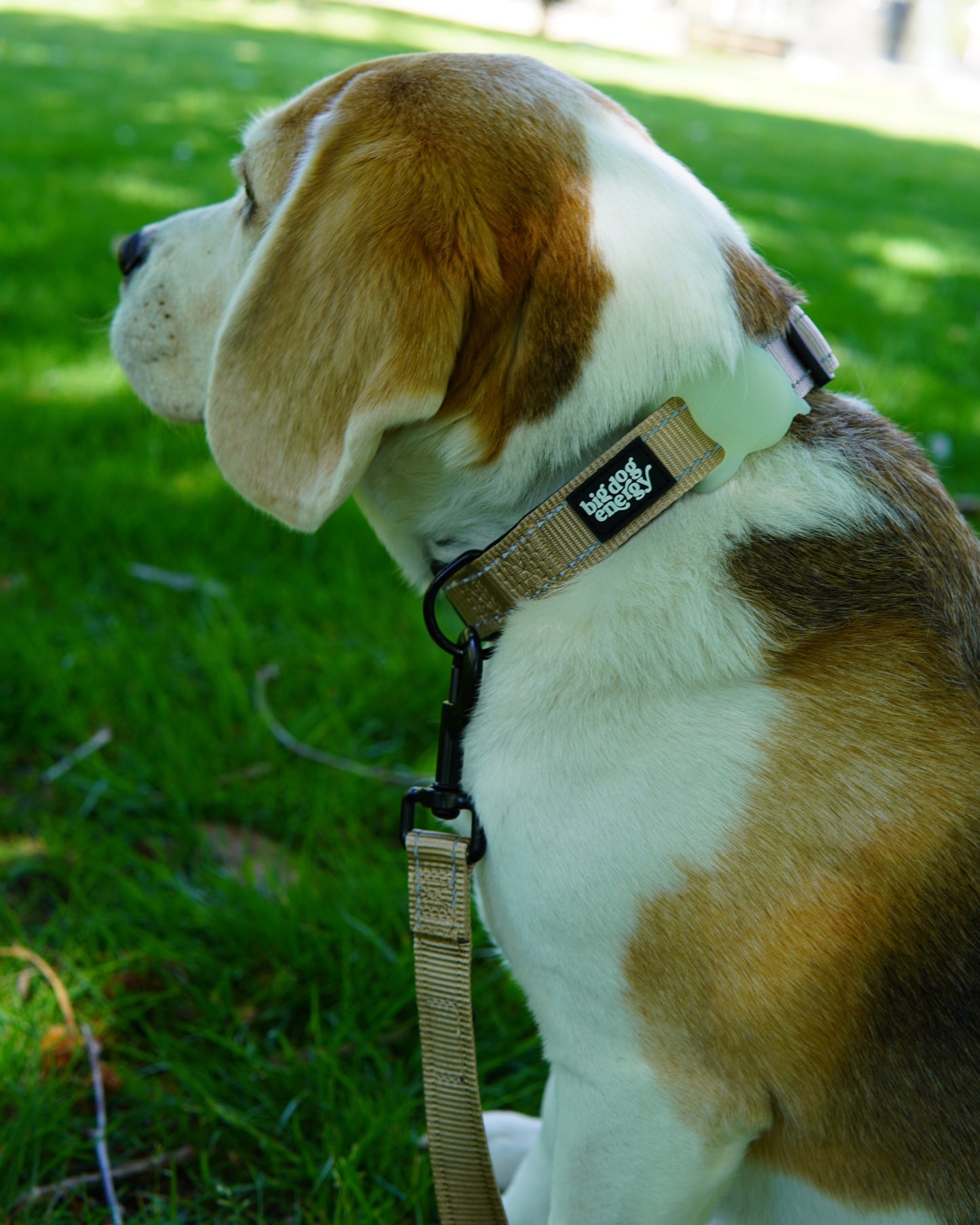 Beagle wearing a beige dog collar