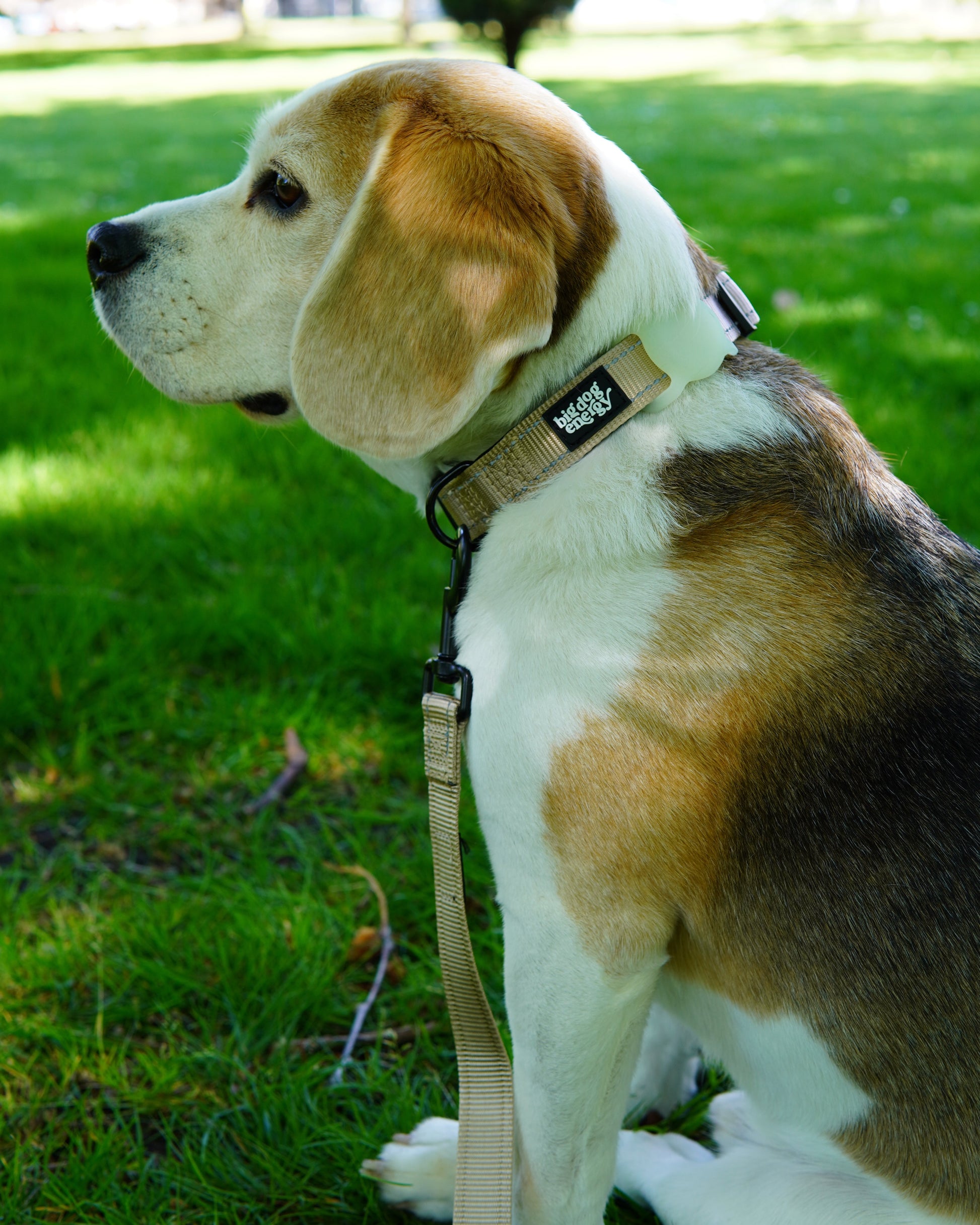 Beagle wearing a beige dog collar