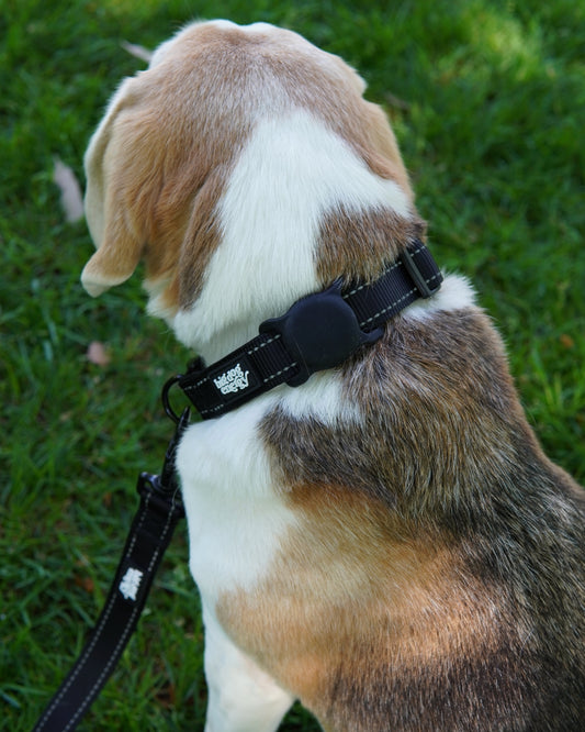 Beagle wearing a black dog collar