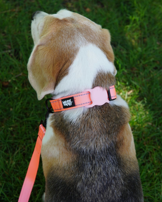 Beagle wearing a light pink dog collar