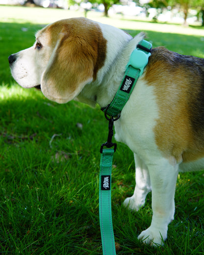 Beagle wearing a dog collar in turquoise